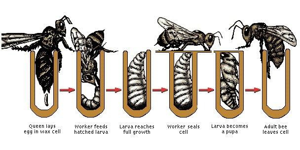 AA Honey Bees (10)