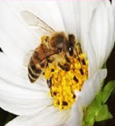 AA Honey Bees (114)