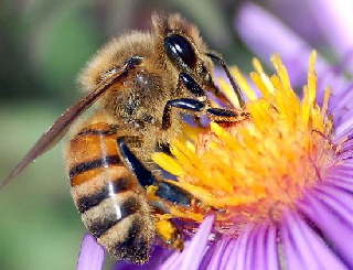 AA Honey Bees (31)