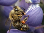 AA Honey Bees (57)